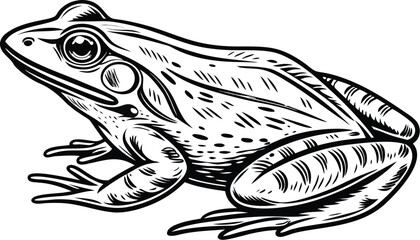 Hand Drawn Frog Sketch Illustration in Black and White