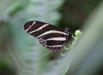 Zebra longwing or Zebra heliconian - Heliconius charithonia
