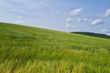 자연 초목 나무 길 산책로