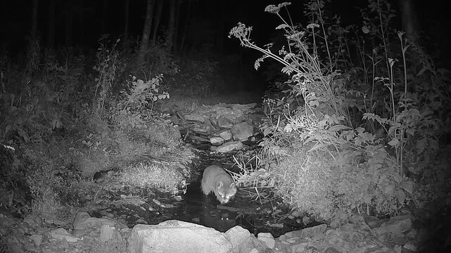 Night camera video of a raccoon searching for crayfish in a small forest stream.