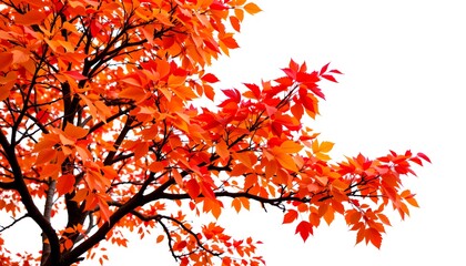 a close-up of an vibrant orange tree in autumn season, it create warm atmosphere and beauty in this moment.