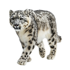 Stunning Spotted Snow Leopard Panthera Uncia Isolated