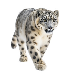 Obraz premium Elegant Panthera Uncia Big Cat in Motion Isolated on White background