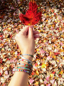 Women's hand with bracelet holding up red leaf in fall