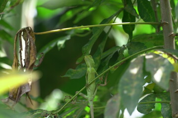 The maned chameleon (Bronchocela jubata) is camouflaged by adapting or Mimicry to plants by turning...