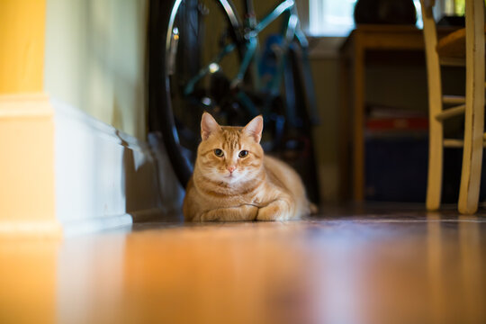 Pet ginger cat looking at owner while resting on floor