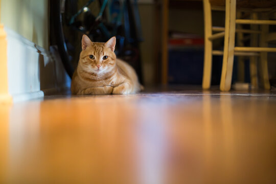 Short haired pet cat rests at home