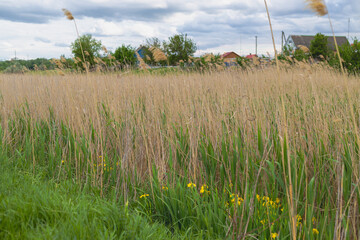 Landscape with tall grass and rural houses against a cloudy sky, arrival of autumn, early autumn in countryside, rural autumn scenery.