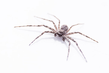 Gray spider with large legs on white background close-up soft focus, Philodromus margaritatus on white surface, space for text.