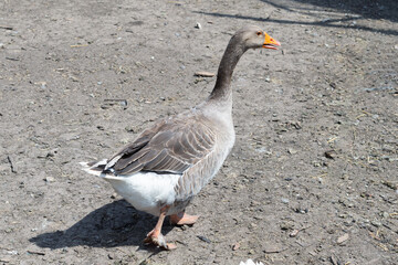 Large gray goose in the backyard of a rural house close-up, domestic bird in the backyard, single...
