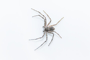 Large spider on white background Philodromus margaritatus close-up, spider that does not spin webs, scary hairy spider.