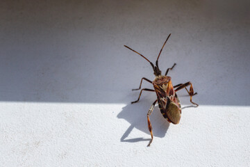 Large western conifer seed bug (Leptoglossus occidentalis) on white surface trying to crawl into...