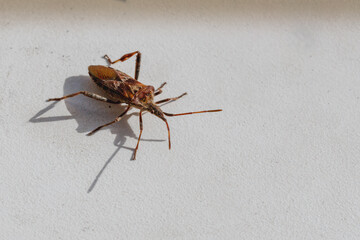 Large western conifer seed bug (Leptoglossus occidentalis) on white surface sitting with folded wings close-up, insects in home, pest control of forest insects.