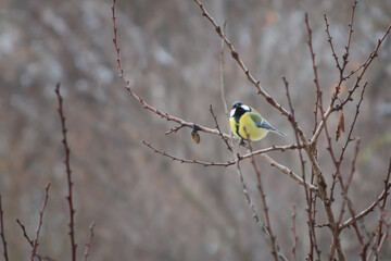 Great tit (Parus major) sitting on a tree branch in autumn forest, winter titmouse on branch, titmouse as a symbol of approaching cold season.