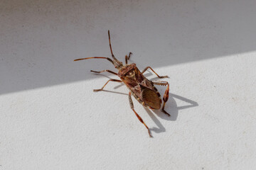 Western conifer seed bug (Leptoglossus occidentalis) on white surface crawling into shadow, close-up, pest control of forest insects, harmful beetle for conifer forest.