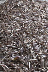 close up of a pile of fish