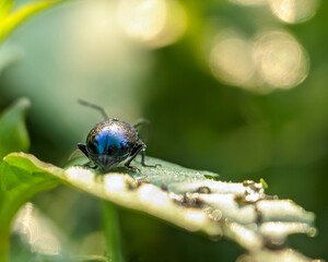 Close-up of a metallic green flea beetle on a blade of grass, Altica jumping flea beetle.