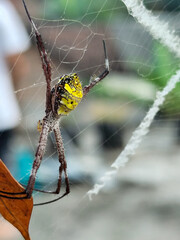 A striking yellow and black striped spider lies in the middle of a trap web with an intricate pattern, against a blurred background.