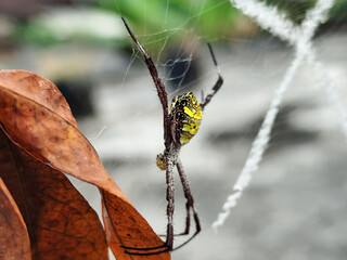 A striking yellow and black striped spider lies in the middle of a trap web with an intricate...