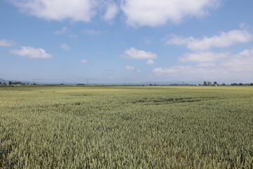 夏空の下の広大な麦畑
