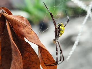 A striking yellow and black striped spider lies in the middle of a trap web with an intricate...