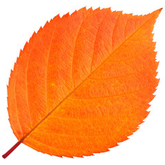 autumn leaf isolated on transparent background