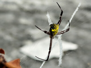 A striking yellow and black striped spider lies in the middle of a trap web with an intricate...