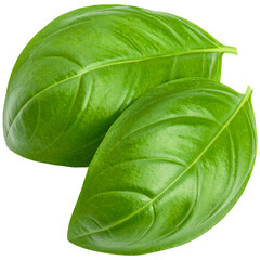 Basil leaves png, basil leaf isolated on transparent background