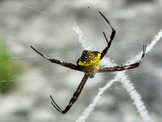 A striking yellow and black striped spider lies in the middle of a trap web with an intricate...