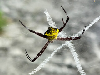A striking yellow and black striped spider lies in the middle of a trap web with an intricate...