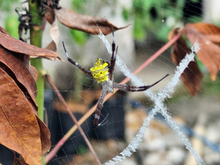 A striking yellow and black striped spider lies in the middle of a trap web with an intricate...