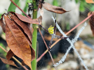 A striking yellow and black striped spider lies in the middle of a trap web with an intricate...
