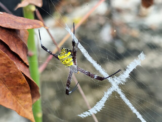A striking yellow and black striped spider lies in the middle of a trap web with an intricate...