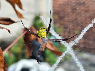 A striking yellow and black striped spider lies in the middle of a trap web with an intricate...