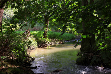 Picturesque Prądnik river in the Ojców National Park in Poland