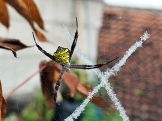 A striking yellow and black striped spider lies in the middle of a trap web with an intricate...