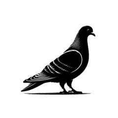 Graceful Flying Pigeon Bird Vector Illustration