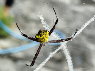A striking yellow and black striped spider lies in the middle of a trap web with an intricate...