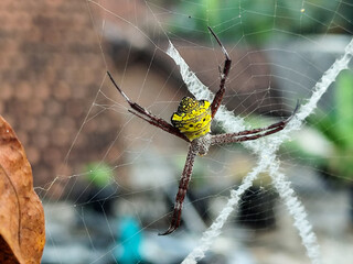 A striking yellow and black striped spider lies in the middle of a trap web with an intricate...
