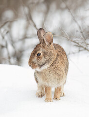 Eastern cottontail rabbit sitting in a winter forest in Ottawa, Canada