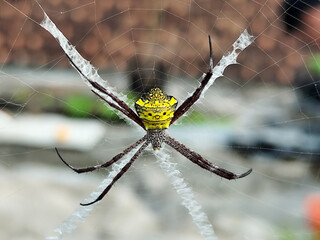 A striking yellow and black striped spider lies in the middle of a trap web with an intricate...