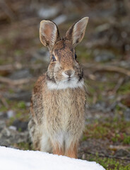 Eastern cottontail rabbit sitting in a winter forest in Ottawa, Canada