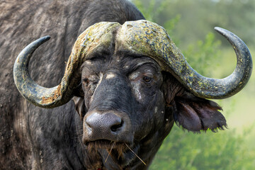 Portrait of a Buffalo bull standing in Kruger National Park in South Africa            