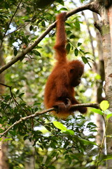 Baby Orangutan getting it's Balance