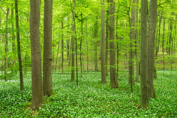 Natural Green Forest of Beech Trees in Spring, Wild Garlic in Bloom covering the ground, Hainich National Park, Germany	