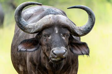 Portrait of a Buffalo bull standing in Kruger National Park in South Africa            