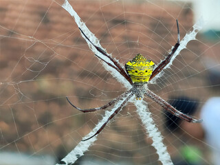 A striking yellow and black striped spider lies in the middle of a trap web with an intricate...