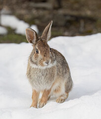 Obraz premium Eastern cottontail rabbit sitting in a winter forest in Ottawa, Canada