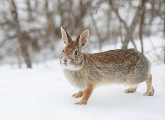 Eastern cottontail rabbit sitting in a winter forest in Ottawa, Canada
