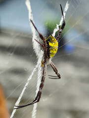 A striking yellow and black striped spider lies in the middle of a trap web with an intricate pattern, against a blurred background.